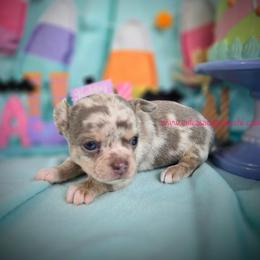 Renoir - Merle male Chihuahua puppy in Piqua, Kansas from Cute As A Cupcake Chihuahuas