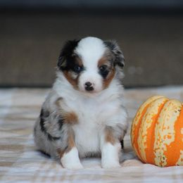 Mum - Blue merle female Miniature Australian Shepherd puppy in Circleville, Utah from Canyon Creek Aussies