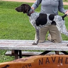 German Shorthaired Pointers from Honor Points Kennel