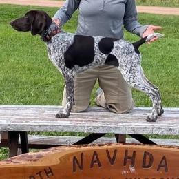 German Shorthaired Pointers from Honor Points Kennel