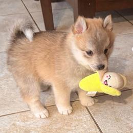 Ringo - Wolf sable male Pomsky puppy in Marshall, Minnesota from Miles of Smiles Pomskies