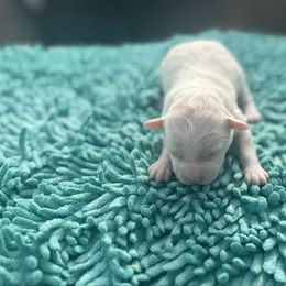 Girl 1 - Cream female Double Doodle puppy in Junction, Utah from Sugar Doodles