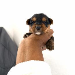Wesson - Black and tan male Yorkshire Terrier puppy in Carencro, Louisiana from Ledet’s Yorkies