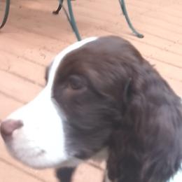 Tess - Liver and white female English Springer Spaniel puppy in Dover, Pennsylvania from Whitestone English Springer Spaniels & Samoyeds