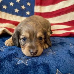 Frankie - Cream male Dachshund puppy in Plant City, Florida from Oakley's Dachshund Ranch