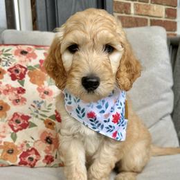 Goldendoodles from Doggone Dixie Doodles