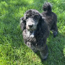 Oyster - Phantom male Poodle puppy in Arroyo Grande, California from Ever So Clever Poodles