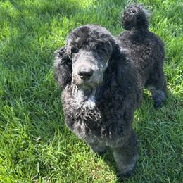 Oyster - Phantom male Poodle puppy in Arroyo Grande, California from Ever So Clever Poodles