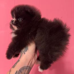 Faith - Black female Pomeranian puppy in Childersburg, Alabama from A Sample Of Gods Love Kennels