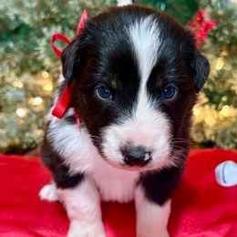 Todd - Black tri-color male Australian Shepherd puppy in Preston, Idaho from KC Bar Ranch Aussies