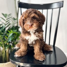 Romeo - Chocolate Australian Labradoodle puppy in Palmdale, California from Doodles_Ko