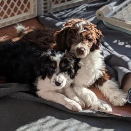 Aussiedoodle Puppies from Ridgeview Aussiedoodles