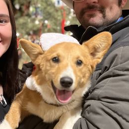 Apache - Pembroke Welsh Corgi