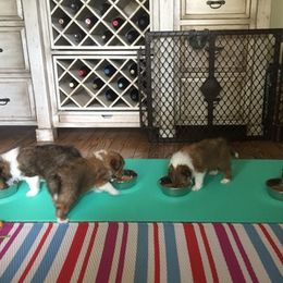 Shetland Sheepdog Puppies from Susan Lucas