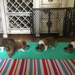 Shetland Sheepdog Puppies from Susan Lucas