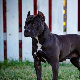 Josie - American Pit Bull Terrier