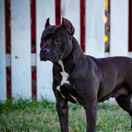 Josie - American Pit Bull Terrier