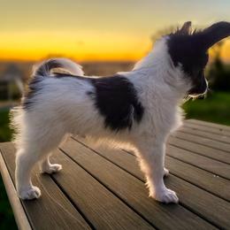 L3A Rock Me Amadeus - White black and tan male Papillon puppy in Davenport, Washington from Lovely Ladies and Little Asses Miniature Equines (L3A Pomeranians & Papillons)