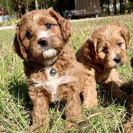 Cavalier King Charles Spaniels, Cavapoos, and Poodles from Loblolly Ranch