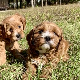 Cavalier King Charles Spaniels, Cavapoos, and Poodles from Loblolly Ranch