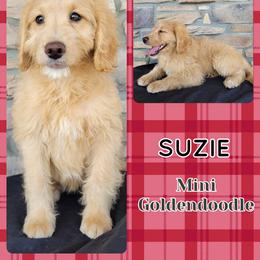 Goldendoodle Puppies from Rose's Doodles
