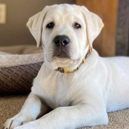 Labrador Retrievers from Skye K.R.J English Labradors