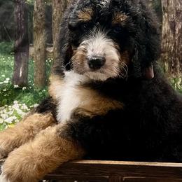 Charlie Brown Boy - Tri-color male Bernedoodle puppy in The Woodlands, Texas from Gracie's Goldendoodles and Bernedoodles