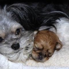 Mi-Ki Puppies from Orlando Mi-Kis