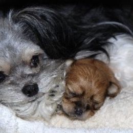 Mi-Ki Puppies from Orlando Mi-Kis