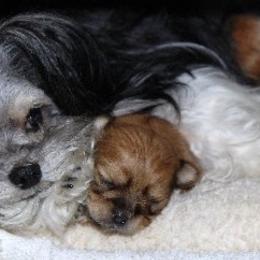 Mi-Ki Puppies from Orlando Mi-Kis