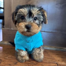 Sky Blue Boy Black and tan - Black and tan male Yorkshire Terrier puppy in Oregon City, Oregon from D’Luxe Kennels