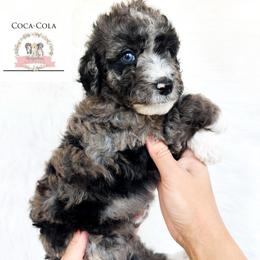 Coca-Cola - Blue merle male Aussiedoodle puppy in Corydon, Indiana from Ridgeline Doodles
