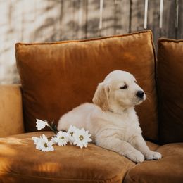 Golden Retriever Puppies from Rosemary Goldens
