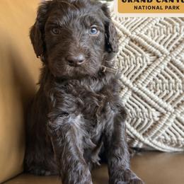 Canyon - Chocolate male Labradoodle puppy in Lubbock, Texas from Lucky Labradoodles