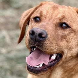 Labrador Retrievers from Olmstead Labradors