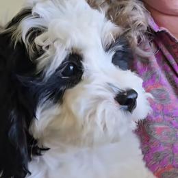Truckee - Tri-color male Cavapoo puppy in Las Cruces, New Mexico from Moongate Cavaliers