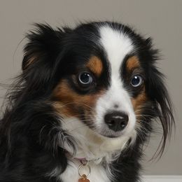 Luna - Miniature Australian Shepherd