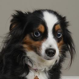 Luna - Miniature Australian Shepherd