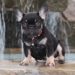 French Bulldog puppies from Mississippi Sound Frenchies