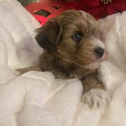 Desdemona - Wheaten female Miniature Schnauzer puppy in Menifee, California from Moonshine’s Minis