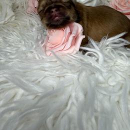 Diva - Liver female Shih Tzu puppy in Seattle, Washington from Shih Tzu’s  ‘N’ Love