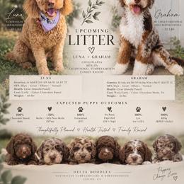 Australian Labradoodle puppies from Delta Doodless