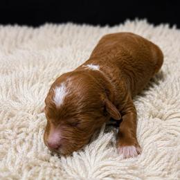 AKC - Red Parti Toy Poodle Puppy - Red  male Poodle puppy in Fort Worth, Texas from Ashley Ross Toy Poodles (AKC)