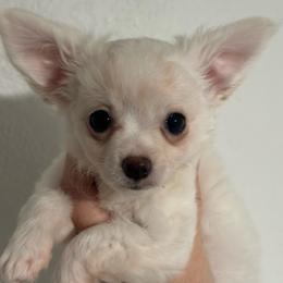 Lance - Cream and white male Chihuahua puppy in Coweta, Oklahoma from Green Country Chihuahuas