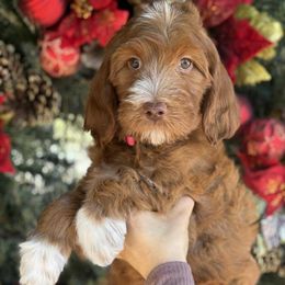 Sequoia- Girl 2 - Red  female Goldendoodle puppy in Yuciapa, California from AlltheDoodlez_