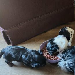 Yorkshire Terrier Puppies from Middle Tennessee Teacup Yorkie puppies
