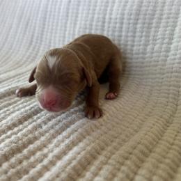Boy 3 - Red male Cavapoo puppy in Glendale, Arizona from Dashing Dogs