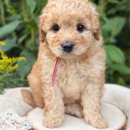 Kelce - Red  female Goldendoodle puppy in Zeeland, Michigan from Dandelion Lane Doodles