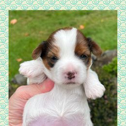 Sugarplum - Parti female Yorkshire Terrier puppy in Bonney Lake, Washington from Enchanted Yorkies