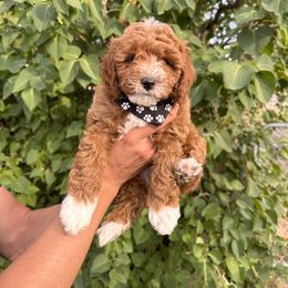 Cavapoo Puppies from Taylor Sweeten